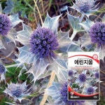 에린지움 씨앗  50립 꽃씨, 꽃씨앗 : 한농아그로