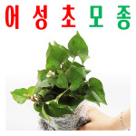 어성초모종/ 어성초종묘/ 약모밀싹/ 지하 170m 청정수 깨끗한 물 싹 틔움/ 미산약초농장 : 사 온 데
