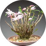 석곡 /석곡란/Dendrobium moniliforne /고급사기분분갈이제품/착생란/ 석부작/ 목부작 : 행복한정원