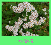 모종이야기 부지깽이 모종 /쑥부쟁이 모종 / 울릉도취나물 모종 105구트레이1판 : 모종이야기
