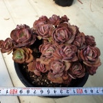 [수암다육] 수연 랜덤발송 Echeveria Suyon 다육 다육이 다육식물 국민다육 다육이키우기 선인장 플랜테리어 미니선인장 : 수암다육농장