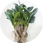 대명석곡/Dendrobium speciosum/중대품/난화분선물/인사이동/취미 : 행복한정원