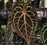 안스리움 미쉘 X 자라 06809 : 플랜트 플래닛.