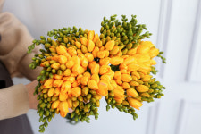 후리지아 프리지아 생화 꽃다발 배달 생화택배 선물 꽃도매 꽃배달싼곳 : 포지포레