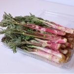 강원도 눈꽃 땅두릅 제철 두룹 백미향 1kg 2kg : 제철진흥원