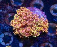 CE 플라민 굿 고니오포라 : 코통령