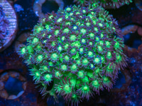 CE 네온 글리터(빤짝이) 고니오포라(블루팁) : 코통령