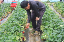 [시즌시작] 100% 리얼딸기쥬스,생과일 무설탕 바른딸기쥬스 1kg, 550g, 330g : 포시즌테이블