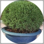 로즈마리 로즈메리 rosemary 대형화분 50cm 꽃화분 허브 기능성식물 향기식물 : 빈의 정원