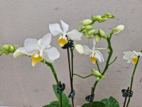 호접원종.Phal.Intermedia yellow Lip.인터미디어 엘로우 립.실생.꽃대.예쁜흰색노랑색 립프.백조닮은꽃.인기상품. : 꽃천지