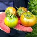 짭잘이 짭짜리 부산대저 짭짜리토마토 2.5kg : 파시도