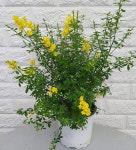 애니시다22 - 공기정화식물 : 샬롬꽃농원