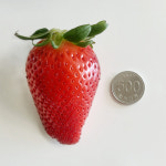 킹스베리 딸기 논산 산지직송 8과 500g : 아름다운귀농사랑