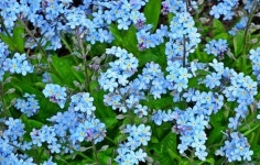 물망초(블루,분홍)랜덤 : 꽃과공방