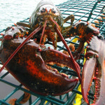 랍스터 캐나다 항공직송 활 랍스타 500g~1kg 바닷가재 LOBSTER : 골드씨