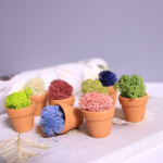 스칸디아모스 실내공기정화 미세먼지먹는 식물 쪼꼬미 미니 화분 10+1 : 달꽃이야기