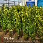 줄사철나무 황금줄사철 4치포트 모종 조경수 관상수 가든 나무마켓 : 나무가든마켓