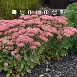 세덤 어텀파이어 소품[3개 복남이네야생화 모종 다육식물 바위솔 큰꿩의비름 세둠 sedum] : 복남이네야생화