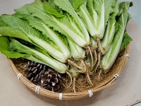 부드럽고 연한 얼갈이 배추 1단(800g) - 신선한 국내산 배추 : 베리한식탁