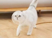 고양이 머리 보호 후드 튼튼한 시각장애견 물기 둥근 도구 고양이모자 물림 머프용 개고양이 A타입 우주캡 1 M사이즈는 목둘레가 18.7-22.... 