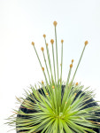 싱고난투스 미카도 Syngonanthus chrysanthus 황금볼 실내 인테리어 식물 : 식물 친구