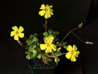 [동일품] 옥살리스 sp.(Oxalis sp.) 사랑초 아프리카농장 : 아프리카 농장