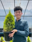 골든스마라그 50cm 화분묘(포트묘 침엽수 조경수 울타리 골드에메랄드그린) : 남림원예종묘