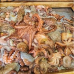 통영 앞바다 깔끔손질 돌문어 : 통영바다씨푸드