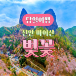 [역장투어-당일] 진안 마이산 벚꽃&아름다운 탑사&진안 부귀메타세콰이어길 용담호 조각공원 : 역장투어