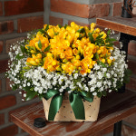 스프링 화이트 당일배송 후리지아 프리지아 꽃바구니 생일 기념일 여자친구 꽃선물 꽃배달 : 라임플라워