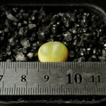 [동일품] 코노피튬/알라튬(Conophytum ratum) 아프리카농장 : 아프리카 농장