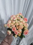 장미)비포썬셋 : 하나농장장미