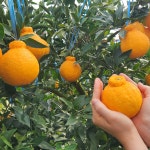 한라봉 맛있고 달콤한 제주 서귀포 하우스 한라봉 설선물 가정용 농장 직배송 판매합니다 : 꿈나귤농장