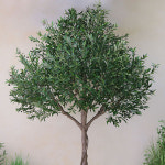 대형 올리브 나무( 2M 70cm) 와이드가 큰 제작나무 대형카페 실내조경 조화인테리어 : 어나더-그린