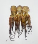 국산 피문어 마른문어 제수용 : 해창물산