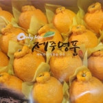 한라봉 맛있고 달콤한 제주 서귀포 하우스 한라봉 설선물 가정용 농장 직배송 판매합니다 : 꿈나귤농장