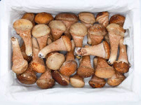 고산참송이버섯 1kg (하) : 모두굿밀