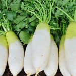 제주도 달큰한 세척 월동무 3kg 5kg 겨울무 김장 동치미무 깍두기 무생채 섞박지 : MIAIM