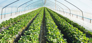 딸기 농장직송 고당도 설향 딸기 750g : 맛장터