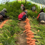 당근 (특) 2kg : 시루뫼 Sirumoe