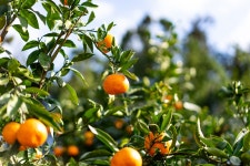 [생드르] 10봉 제주 유기농 감귤 100% 착즙 주스 120ml : 공심채 jejukongx