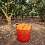 제주 천혜향 황금향 5kg 10kg 선물용 가정용 못난이 5키로 10키로 택배 오부자농장 : 향토박이