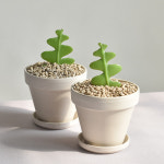 미니다육식물 피쉬본 독일토분 화이트크림11호 생선뼈 선인장 다육이 : 필플랜트