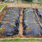 소량판매 텃밭용 멀칭비닐 120cmx10m 주말농장 텃밭비닐 마늘 고추 감자 양파 배추 잡초 : 세원비닐