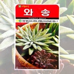 와송 씨앗 5000립 25년포장 항암효과 종자 : 씨앗하우스