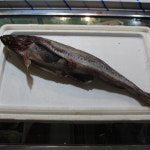 [부천시 배달] 동태 1kg [중동 그린수산] : 동네시장 장보기