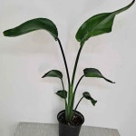 실내화초정화 극락조키우기정화 여인초중 : 온엔에스