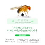 미니웜 100마리 X 큰흔적날개초파리 다트프록 흰개미 새끼 청개구리 사마귀 개미 먹이 : nb 밀웜 곤충 농장