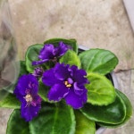 아프리칸 바이올렛 (소품) 1+1 세인트폴리아 키우기 쉬운 실내에서 꽃을 볼 수 있는 : 우림꽃방