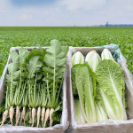 동두천 아삭이 열무 얼갈이 세트 2kg 4kg : 가마소 농부